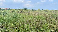 159中壢山坪路旁田