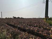 大樹平坦休閒農地