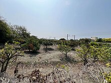 🍀最便宜｜花壇金墩 美田🍀