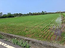 新屋後湖美農地