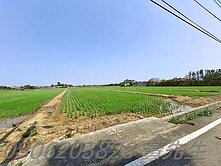 新屋農業改良場旁美農地