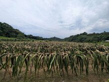 峨眉近台三線~火龍果園