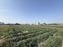 新化1.5分方正農地 幸福買賣