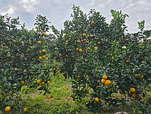 頭寮路-風景區-農地(可分割)