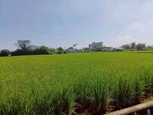 一般農地300坪/大園大觀路