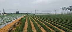 松柏嶺三分地近千坪農地