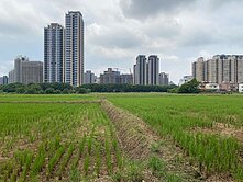 獨家-正聖德路旁農地