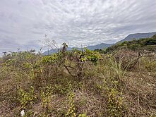高樹山映綠境有機酪園