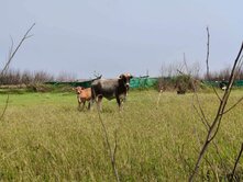 (娜)澎湖湖西鄉菓葉村/便宜超俗方正農地