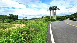 A9林口頂福段林馬路大面寬保護區農