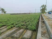 發-水林春埔路上三角窗農牧用地