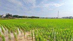 楊梅上湖一路臨大馬路農地