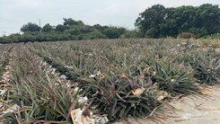 大樹區(和山社區)有電鳳梨園優質農地