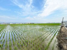 龍井區｜稀有大面寬農地722超值大田田3300萬