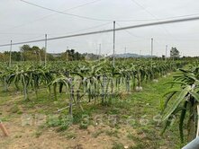 大內網室設備優質果園