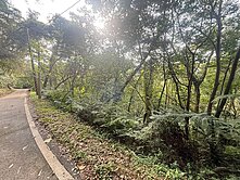 手手推薦🌳大溪便宜山坡保育林地✅鄰馬路 可進出