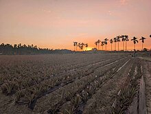 ♈萬金稀有休閒農地♈