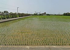 新屋農博會-前後臨路美田