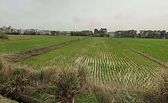 新屋大坡中學方正農田