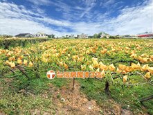 優質農舍果園-東豐自行車道/有水有電/專任