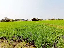 近白河夜市325坪都內農地