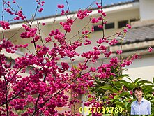  ❤️穎推❤【專】龍潭稀有歐式花園別墅