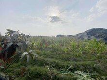 岡山友情段臨路⭐紅線內農地⭐3.1分 ⭐免填土 ⭐