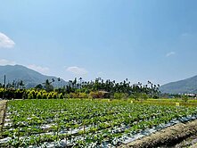 南投水里🤩清幽休閒農地🤩