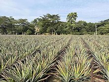 紘緯推薦💕仁武/義大臨路💕超級便宜美農地