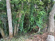 南投市八卦路旁可置產美農地，可整理種植果樹