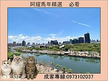 美術館邊間面河景、中都濕地公園❤️正四房雙平車