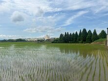 🌟專任🌟彰化東區816坪農地