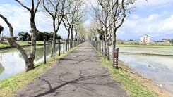 🔥足俗ㄟ🔥五結花樹廊道景觀好大面寬農地