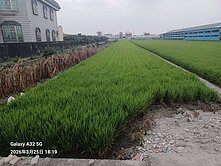 新園仙隆路旁｜方正農地・清幽田園好規劃・自用置產