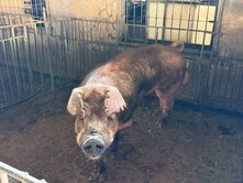 🐷 屏東∣麟洛超大地坪合法豬舍 🐷