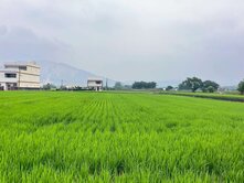 【后里特農黃金千坪綠金】2356坪帶水電溫室