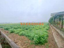 後壁近白河木棉花道3分美農地