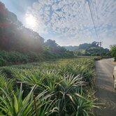 大樹三和段森活果香近市區山坡美農地
