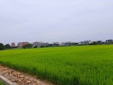 楊梅-楊湖路農地