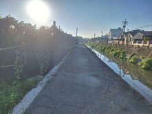 大村近市區葡萄園