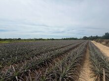 $雲林古坑農牧用地/現種鳳梨/自用出租兩相宜