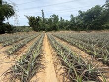 $雲林古坑農牧用地/現種鳳梨/自用出租兩相宜C