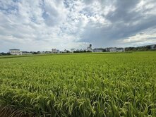 大園一般農地