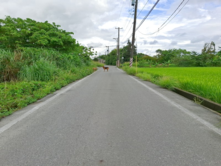楊梅新富車站方正美農地