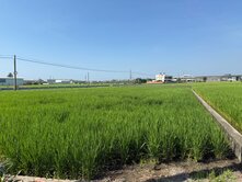 苑裡大面寬近中苗六線農地