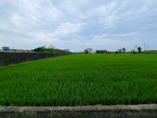 蘆竹區✨海湖交通用地✨方正美地💖