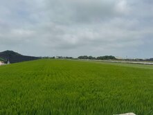 近重劃區5分農地8米10米活路