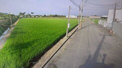 水上擴大區段徵收農地