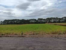 ⭐新屋馬場旁⭐千坪農田⭐近66快速道路⭐地形方正
