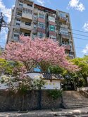 🌸我愛淡水🌸天元宮櫻花村櫻花滿開咖啡香三房‼️